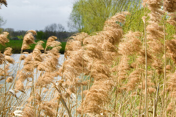 reeds in the wind