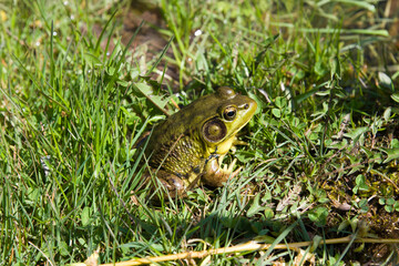 Green Colored Frog Sitting in The Glass
