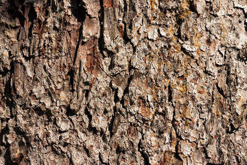 Brown Wood Tree Bark Skin Close Up
