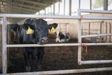 black and white cows in a farm