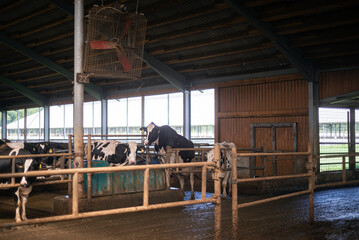 cows in stable