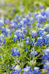 Field of Texas Bluebonnets