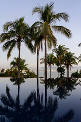 Fototapeta na wymiar Palm Trees Reflected in Pool