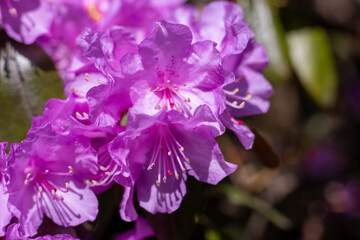 Pink Rhododendron Flowers Close Up