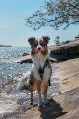 australian shepherd