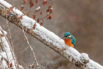 Common kingfisher ( alcedo atthis ) sitting on the branch and search for prey  in a natural winter and snowy environment