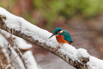 Common kingfisher ( alcedo atthis ) sitting on the branch after a dive in a natural winter and snowy environment