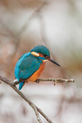 Vertical Portrai of a Common kingfisher ( alcedo atthis ) sitting on the branch and waiting for prey in a natural winter and snowy environment