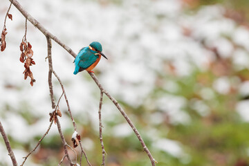 Common kingfisher (alcedo atthis) sitting on the branch in a natural winter and snowy environment