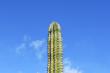 Green single cactus contrasting with a blue sky in a desert