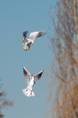 Two seagulls fighting in the air while flying during a winter day.