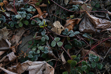 frosty vines and plants on ground