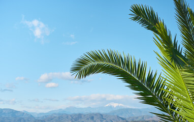 Fototapeta na wymiar Nature background, natural palm tree leaves against blue sky and snow-capped mountains, holidays, vacation postcard concept