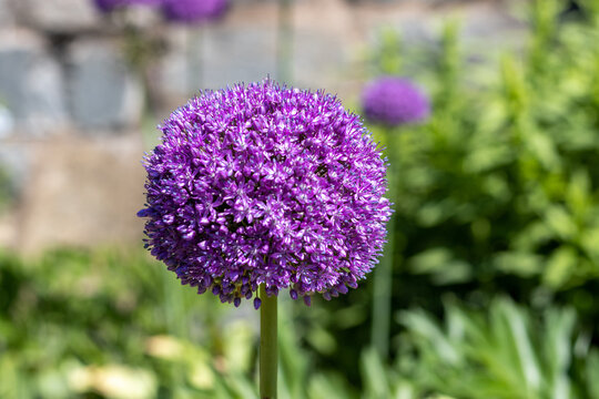 Single Purple Allium Flower Close Up