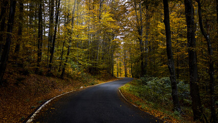 road in the woods