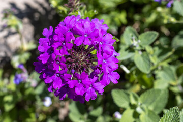 Single purple verbena flower close Up