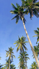 Obraz na płótnie Canvas coconut trees with blue sky