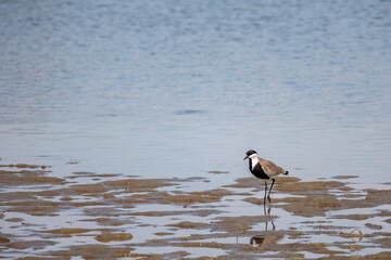 Spur-winged lapwing or plover Vanellus spinosus on Delta Evros Greece.