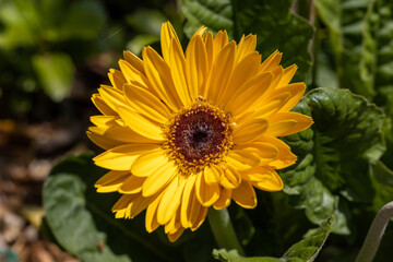 Yellow daisy flower in garden close up