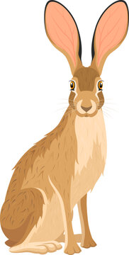 Vector illustration of a seated jackrabbit with its head turned toward the viewer.