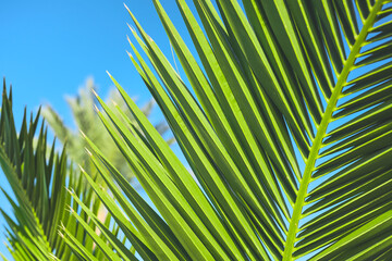 Natural background of palm leaves close-up on blue sky background, summer holidays, postcard concept for vacation or holiday