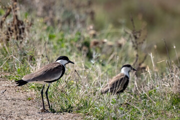 Spur-winged lapwing or plover Vanellus spinosus on Delta Evros Greece.