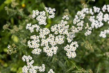 White yarrow flowers close up