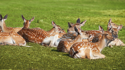 Group of spotted deer lying on the edge of the forest. Close-up.