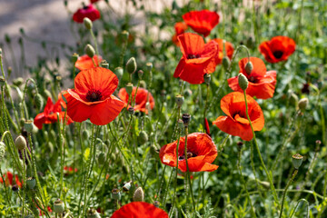 Red poppies blooming in a garden