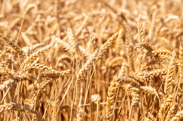 Fields of golden wheat ready for harvest