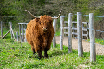 scottish highland cow in a pasture