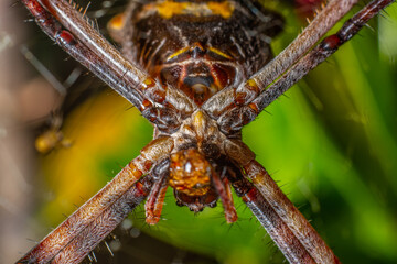 Araña amarilla vista inferior