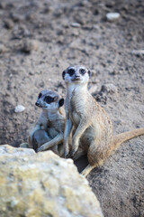 Fototapeta premium Meerkats look at camera