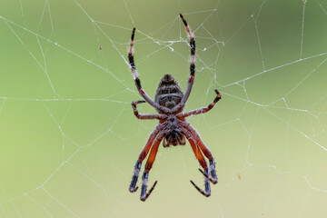 Australian Orb Weaver spider in web