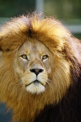 portrait of a lion