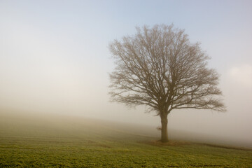 misty morning in the morning