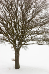 tree in snow