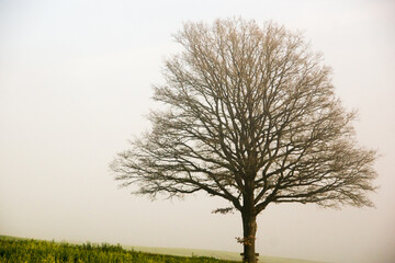 tree in the morning