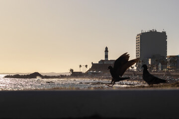 Beautiful Sunset with a view to "Farol da Barra" and the beach full of people. View pigeons in a soft landing movement in front of lighthouse. Salvador, Bahia, Brasil