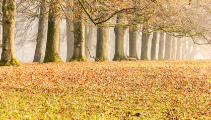 avenue with trees