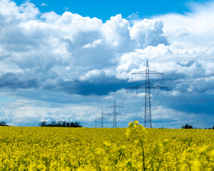 rapeseed field and sky
