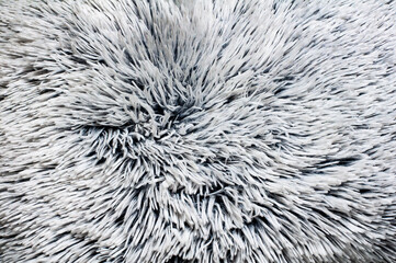 closeup on silver soft fluffy background