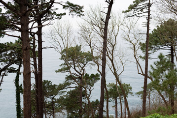 green trees with the sea in the background on a blue day