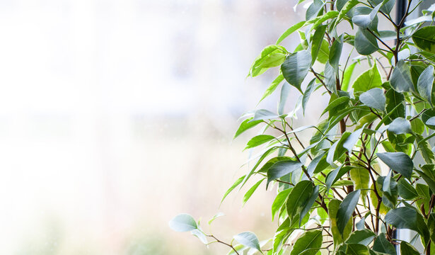 
green ficus standing in the corner of the window, perfect background of green leaves with copy space