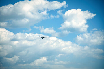 Fototapeta premium bird flying in the sky