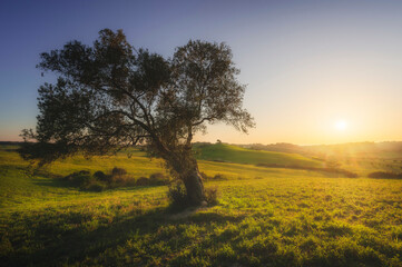 Fototapeta na wymiar Olive tree at sunset. Maremma countryside landscape. Bibbona, Tuscany Italy