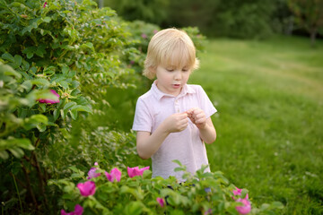 Little blonde hair boy enjoy blooming of rosehip on warm summer day. Preschooler child is watching the heads of purple flowers. Flowering time causes allergies in children.