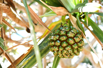 Screw pine palm unripe tropical fruit 