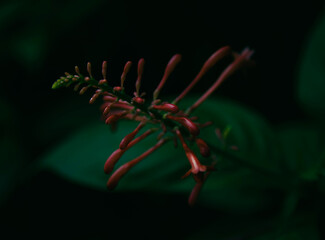 red and yellow flower