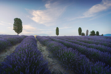 Lavender fields and trees at sunset. Orciano, Tuscany, Italy